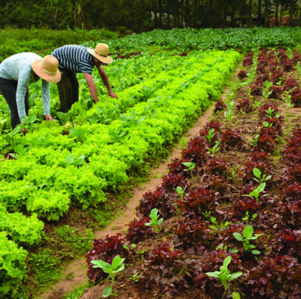 Agro Business - Folha Vitória